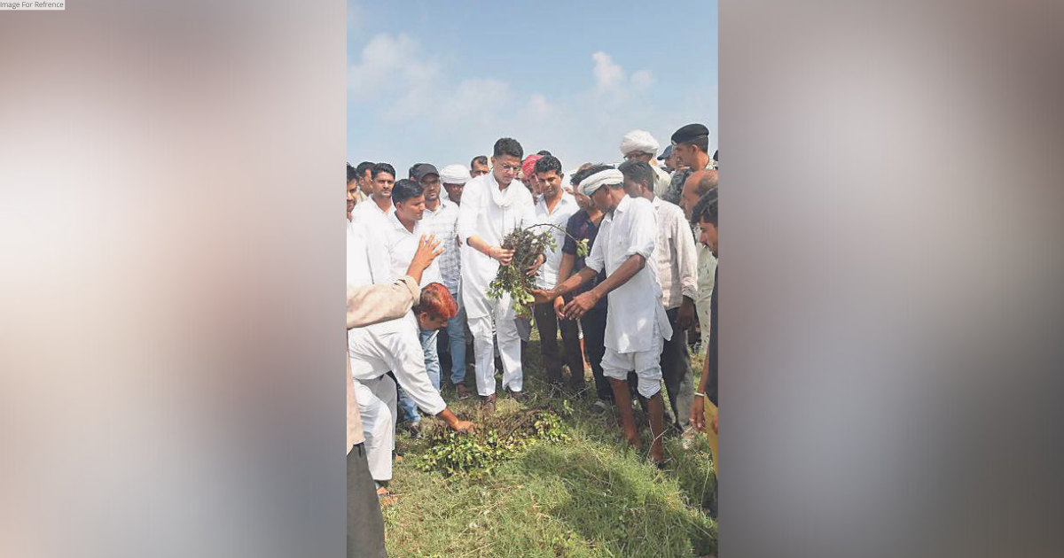 Pilot expresses concern over crop damage due to heavy rains